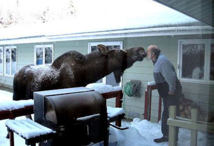 22 roliga bilder som visar att Norrland är lite annorlunda 9