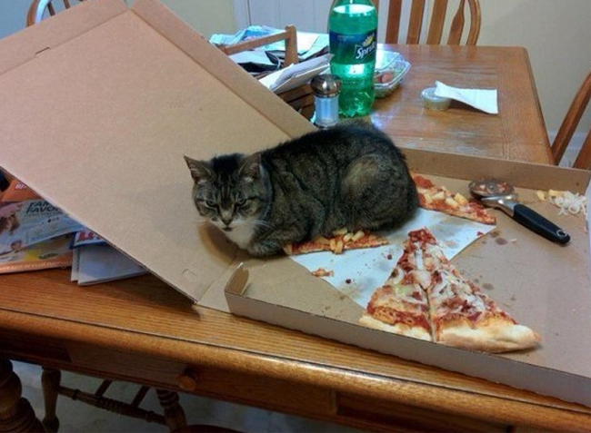 4. En arg katt som visar sitt missnöje för att han inte fick smaka på pizzan