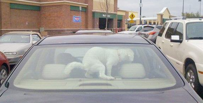 6. En hund som är arg för att ha blivit lämnad ensam i bilen