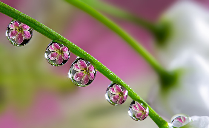 8. Blommor i vattendroppar