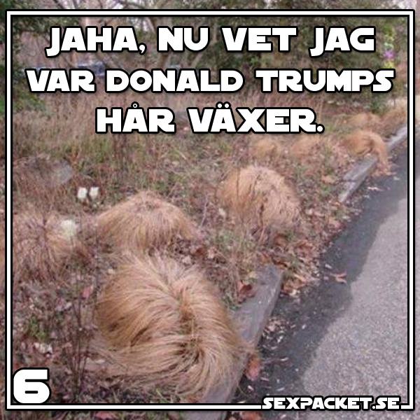 4. Här växer Domald Trumps hår