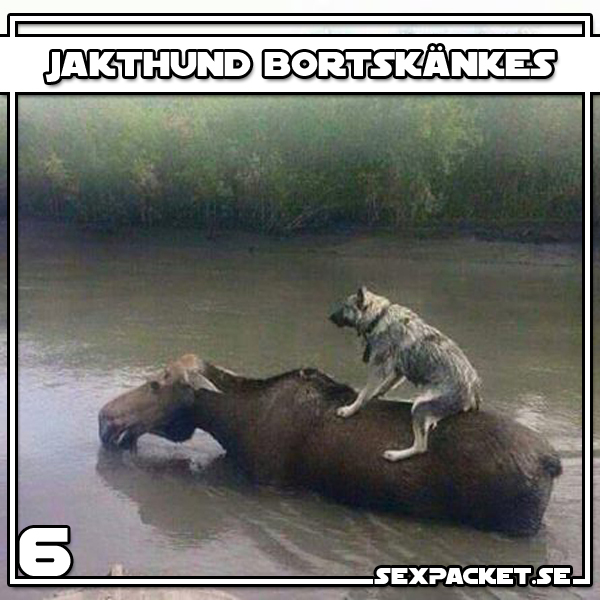 8. Jakthund bortskänkes