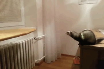 11. Ibland har man lite för höga mål