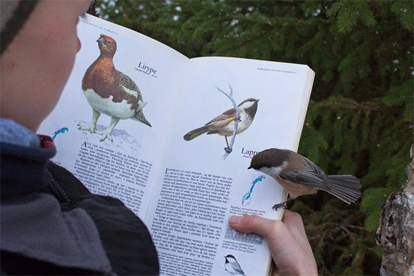 4. En fågel och en fågelbok