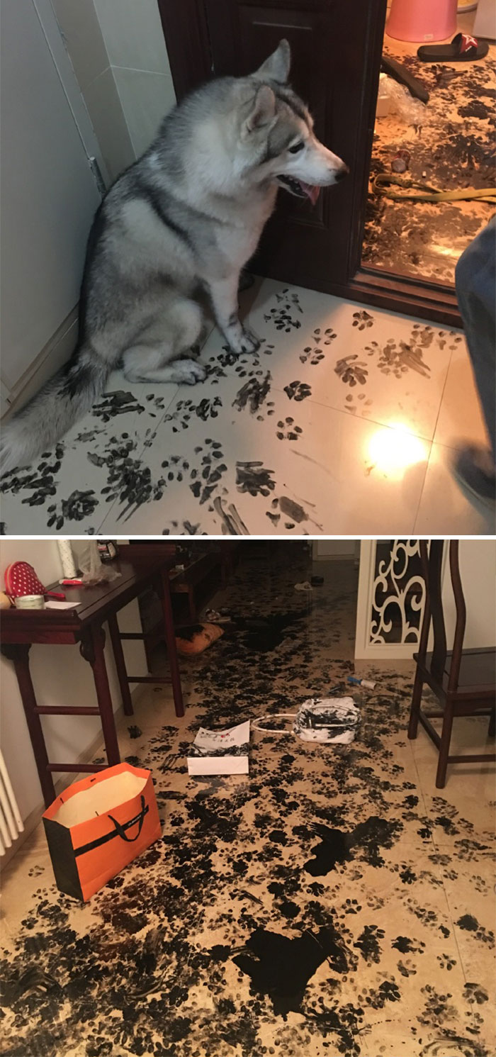 7. Att komma hem till detta är aldrig kul - en skamsen hund som smutsat ner hela huset