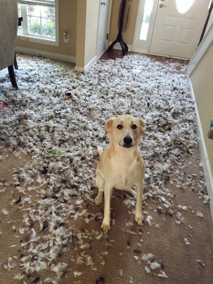 3. Tänk dig för innan du skaffar en hund