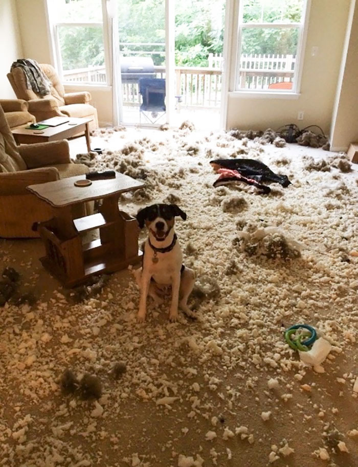 15. Lämna aldrig en uttråkad hund hemma själv