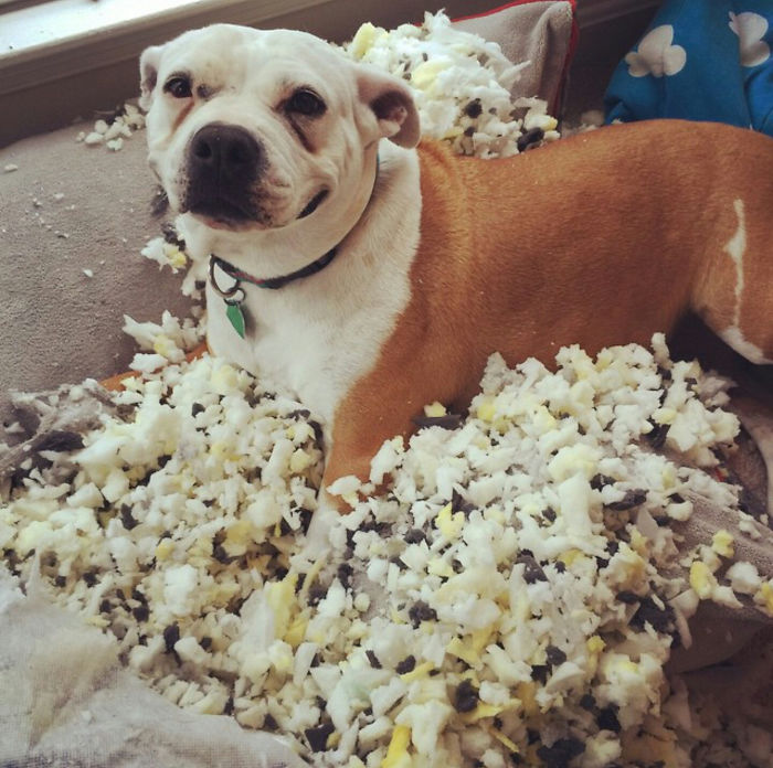 2. En hund som tagit sönder kuddarna