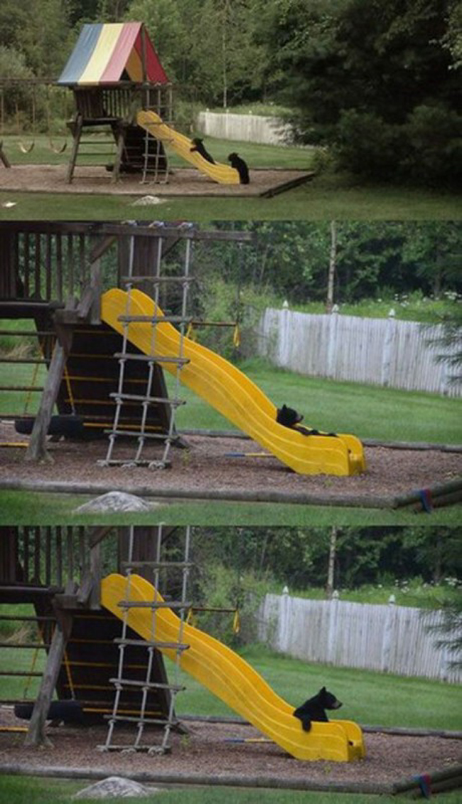 12. Björnar leker i lekparken