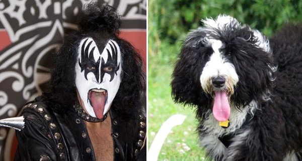 4. En hund som liknar Gene Simmons