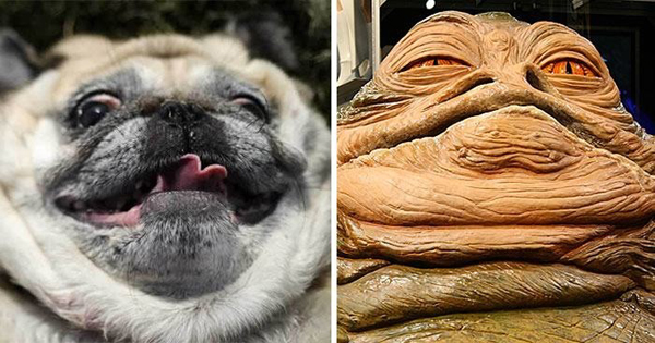 7. En hund som liknar Jabba the Hutt