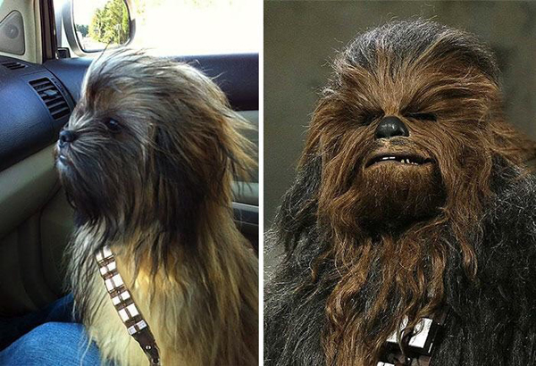 11. En hund som liknar Chewbacca