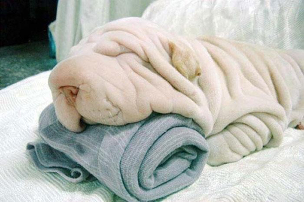 1. En hund som liknar en filt