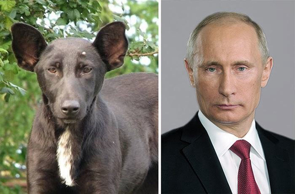 12. En hund som liknar Putin