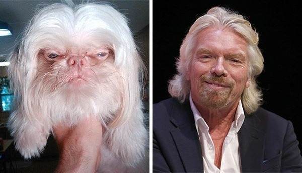 8. En hund som liknar Richard Branson