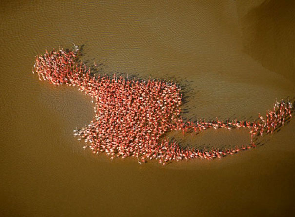 10. Flamingor skapar en Flamingo