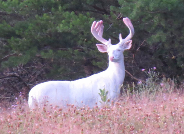 12. Ett albino rådjur