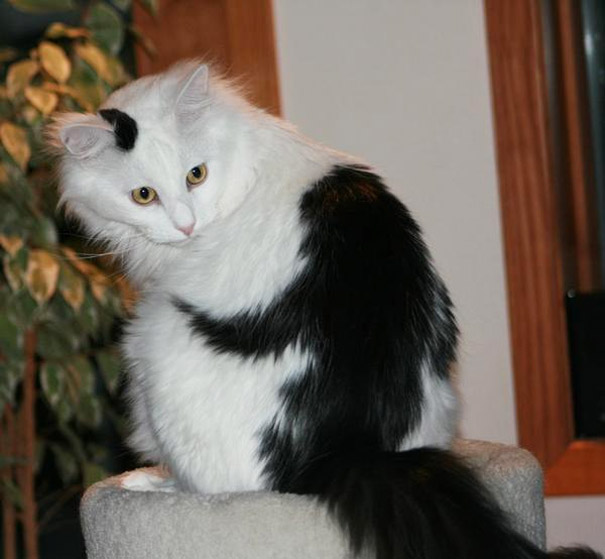 6. En katt med en kramande apa på ryggen?