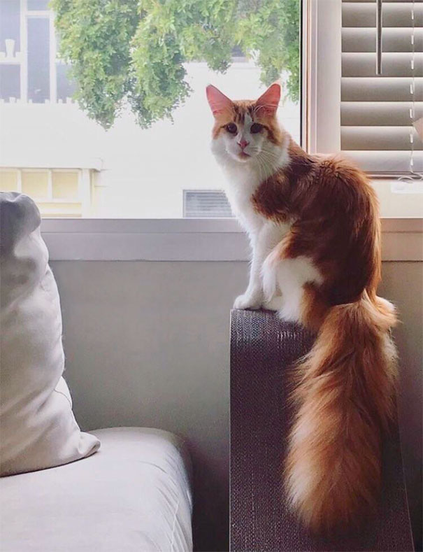 4. En katt med en ekorre i pälsen