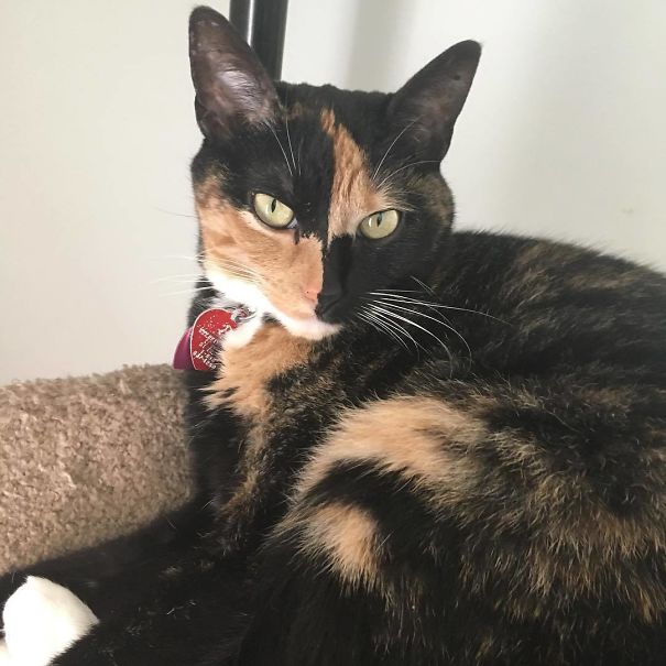 2. Schackmatt-katten