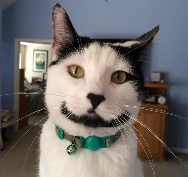 8. Katten som alltid ler. Kan dock uppfattas som läskig.