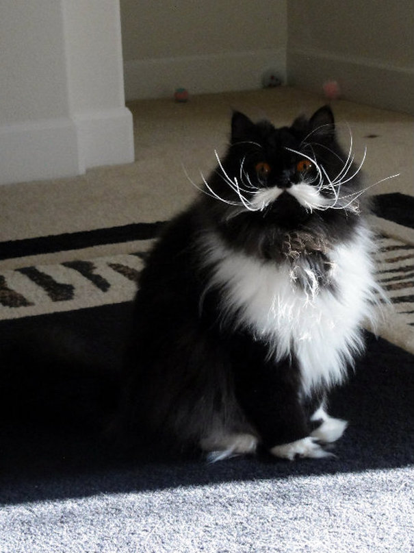 13. En katt med den coolaste mustaschen någonsin. Movember-katten.