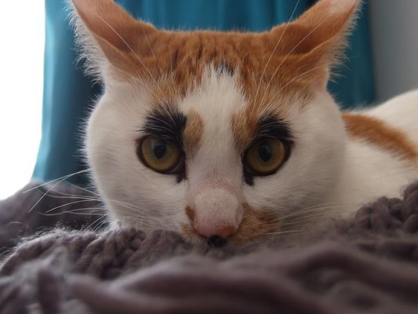 9. En katt som alltid har mascara. Elegant eller?
