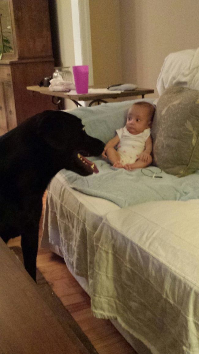 8. En bebis som ser en hund för första gången