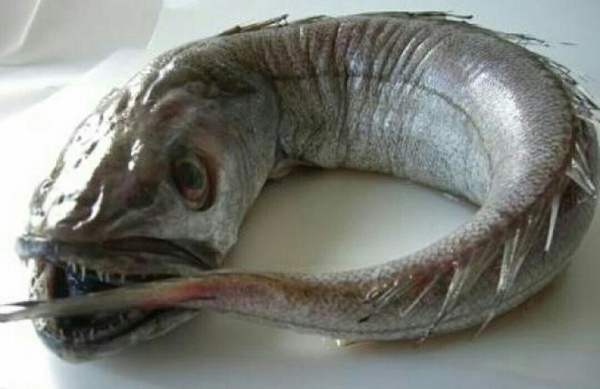 4. En sjömonster?