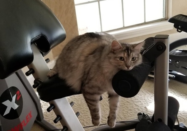 4. Nix, det blir ingen träning för dig idag