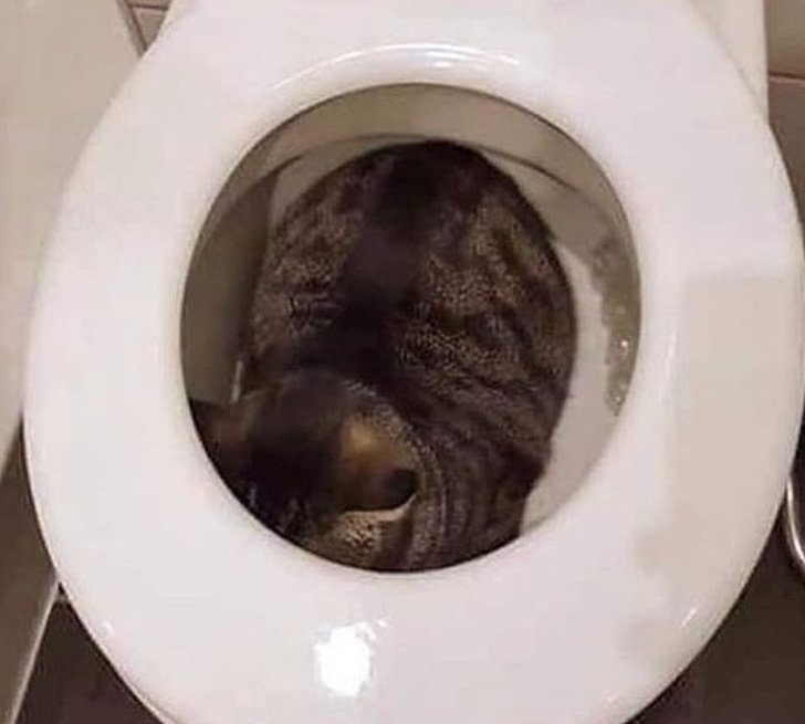 7. Min katt gillar kurragömma