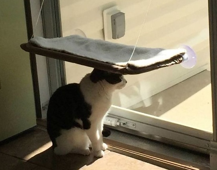 3. Köpte en kattsäng till min katt, men den använder sängen bara som ett solskydd
