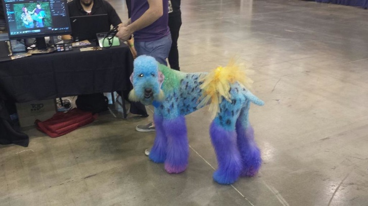 9. En mycket färgstark hund