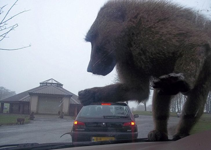 4. Är det King Kong eller?