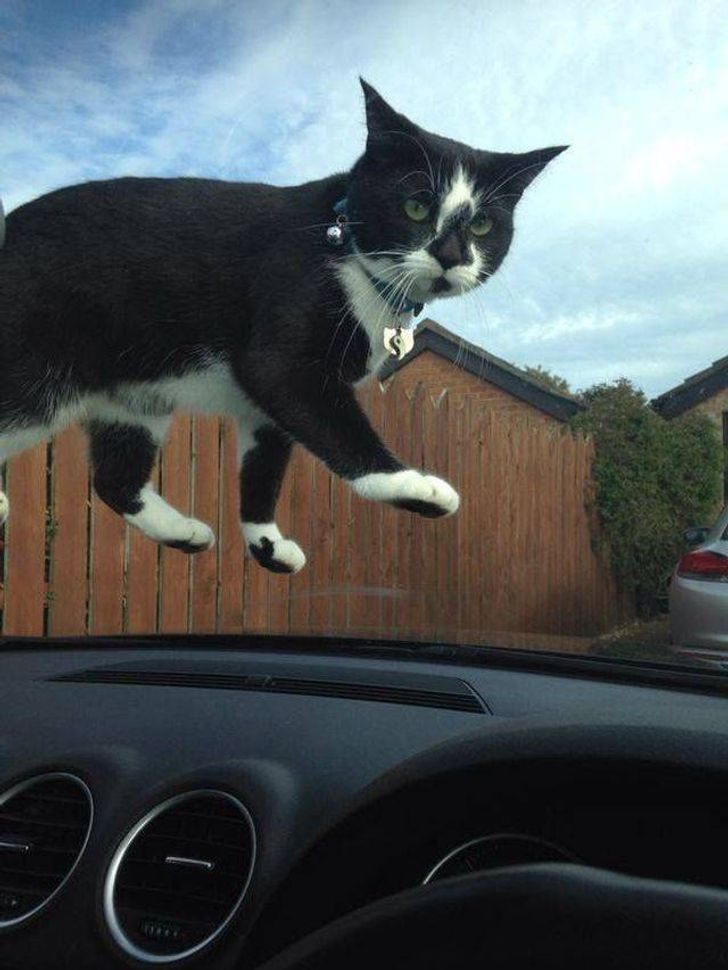 6. En svävande katt?