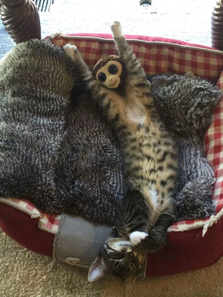 7. En söt liten apa, eller är det en katt?