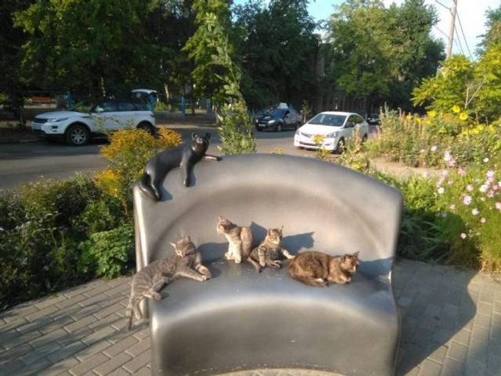 8. En katt ska bort, vilken?