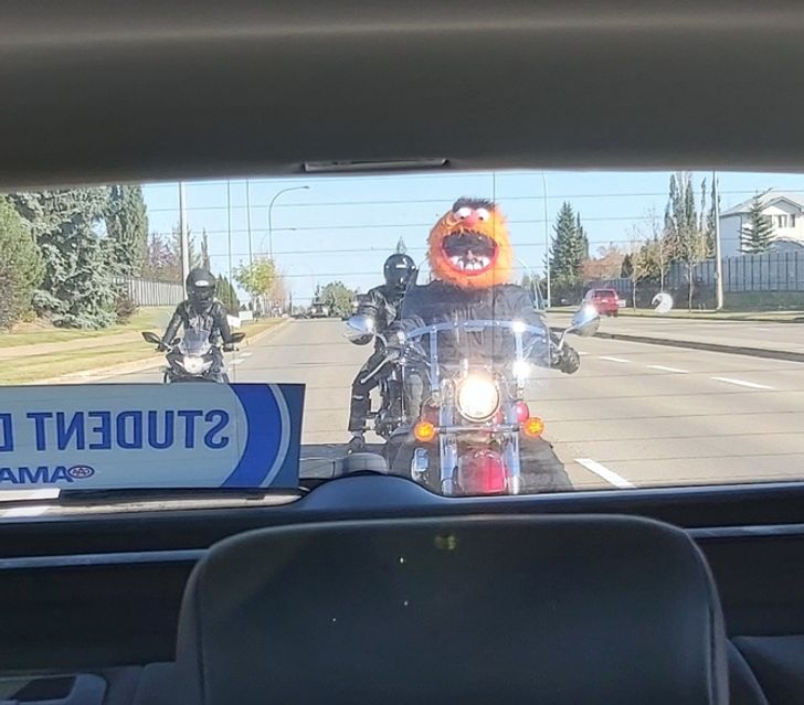 7. Sitter i trafiken och sköter mig själv, när plötsligt ett vilt djur dyker upp.