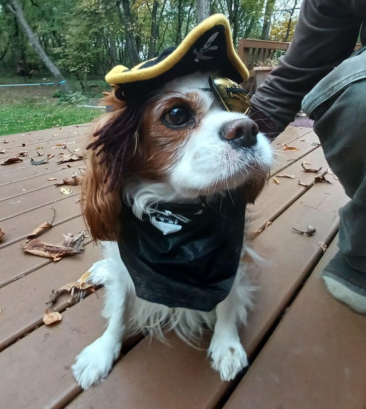 3. Jag adopterade en enögd hund, alla sa att han borde vara pirat på Halloween.