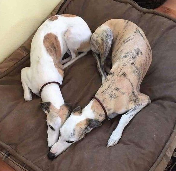 5. Två hundar som bildar ett hjärta när de myser.