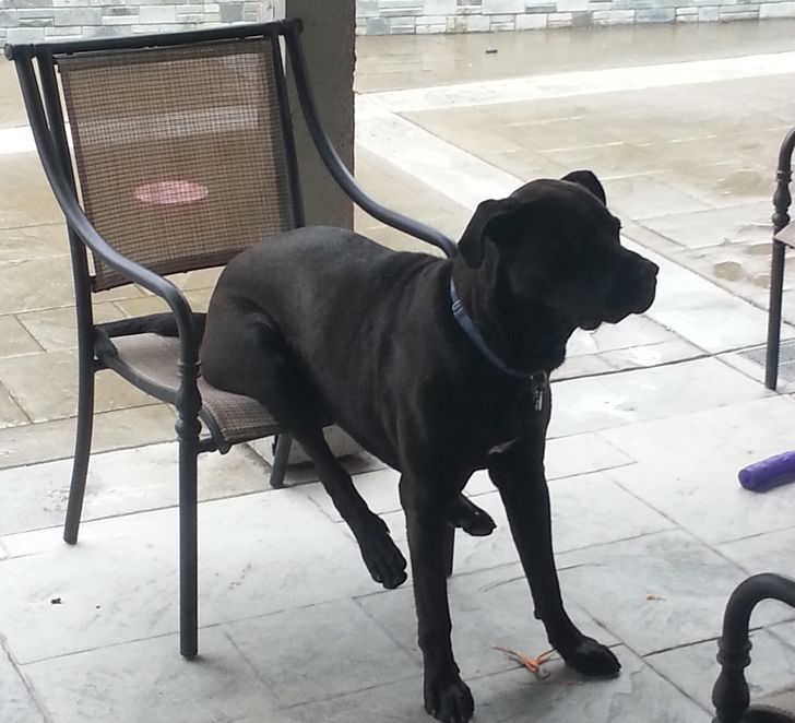 6. Gick för att besöka min flickväns familj, såg då att deras hund satt såhär.