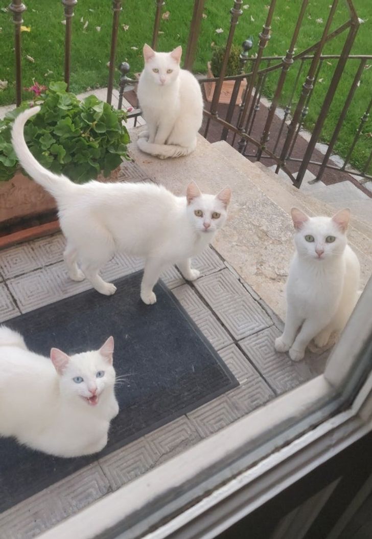 7. Jag började mata en gatukatt förra året, ryktet spreds snabbt i grannskapet.