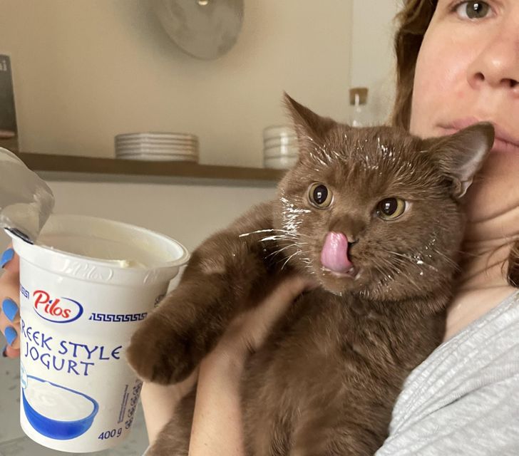 9. När du lämnar yoghurten utan uppsikt.