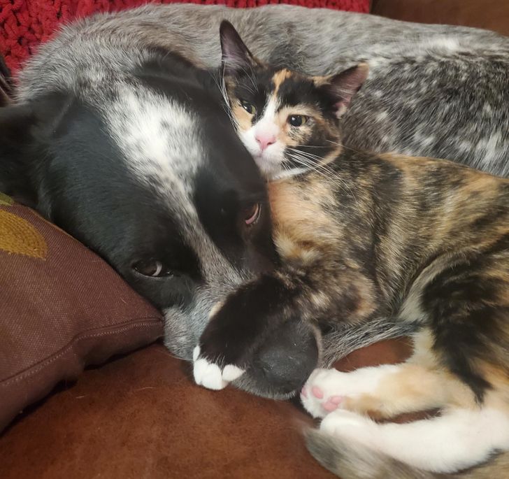 11. Två månader gamla kattungen har bestämt att den stora hunden inte är så dum trots allt.