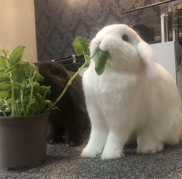 13. Titta på min kanin som äter sin basilika väldigt stolt.