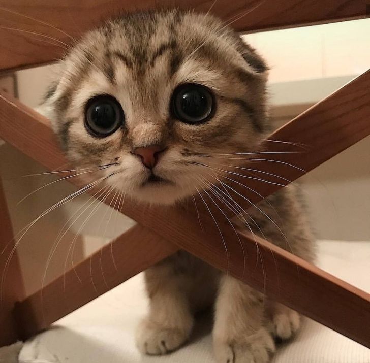 15. Världens sötaste katt.