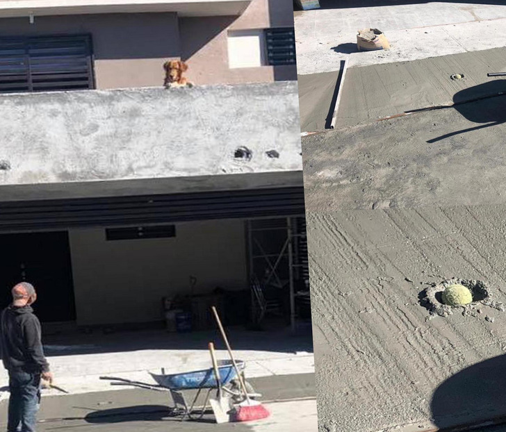 4. Dessa hundar alltså.