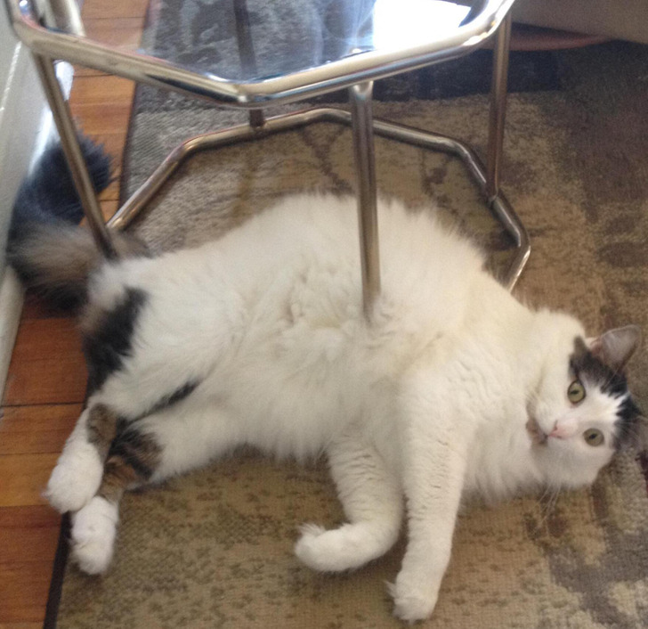 3. Min katt har tydligen blivit spetsad - eller inte.