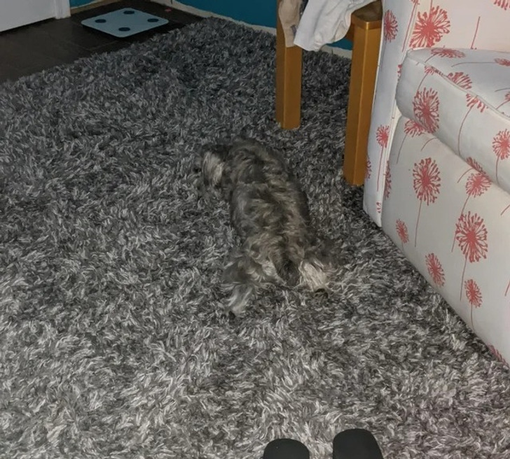 6. Min valp Koko. Ser du honom?