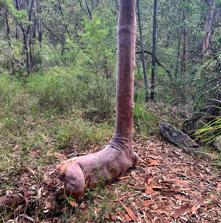 12. Rakad giraff som sitter på huk, eller ett konstigt växande gummiträd kanske.